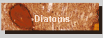 Diatoms